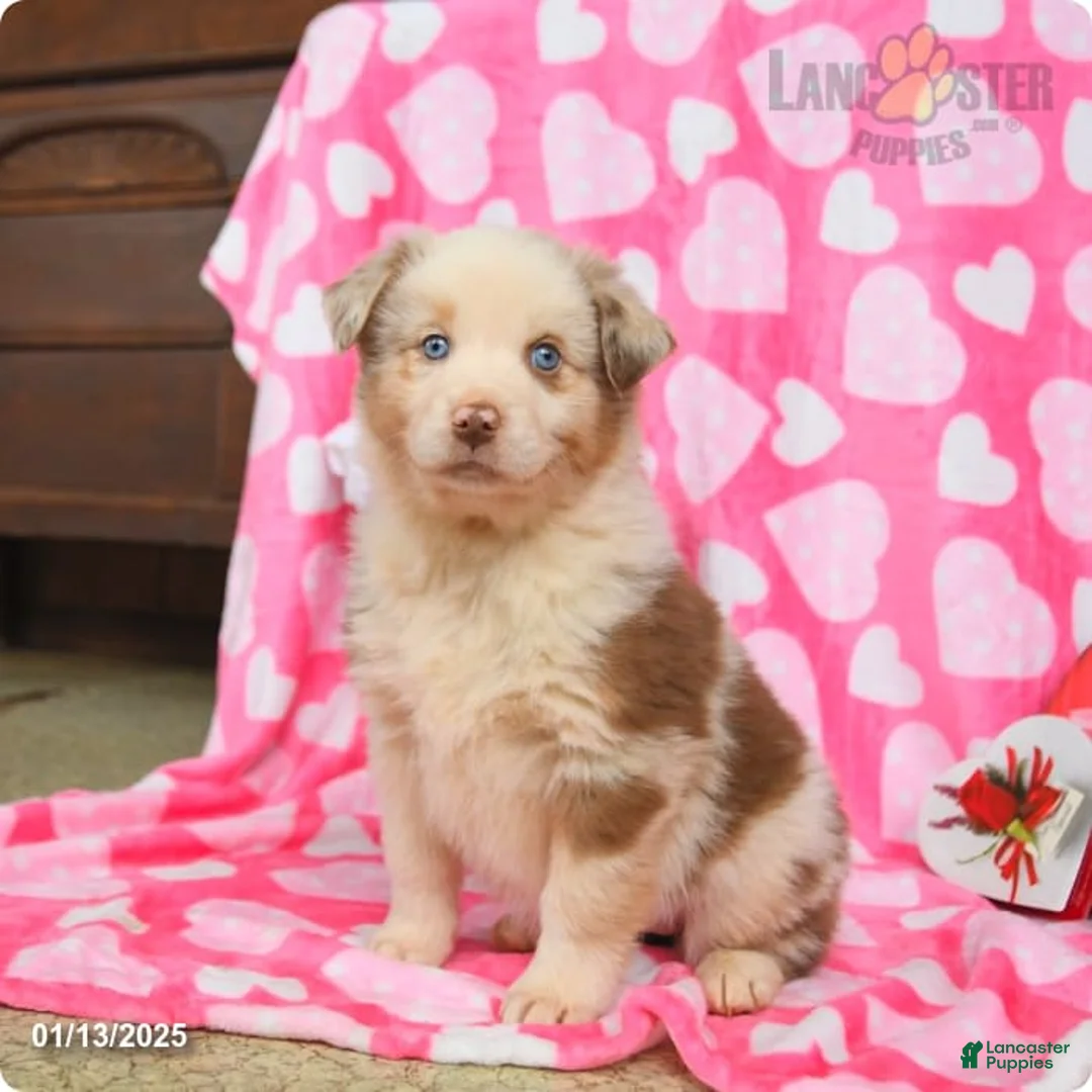 Gallery Image {{count}}