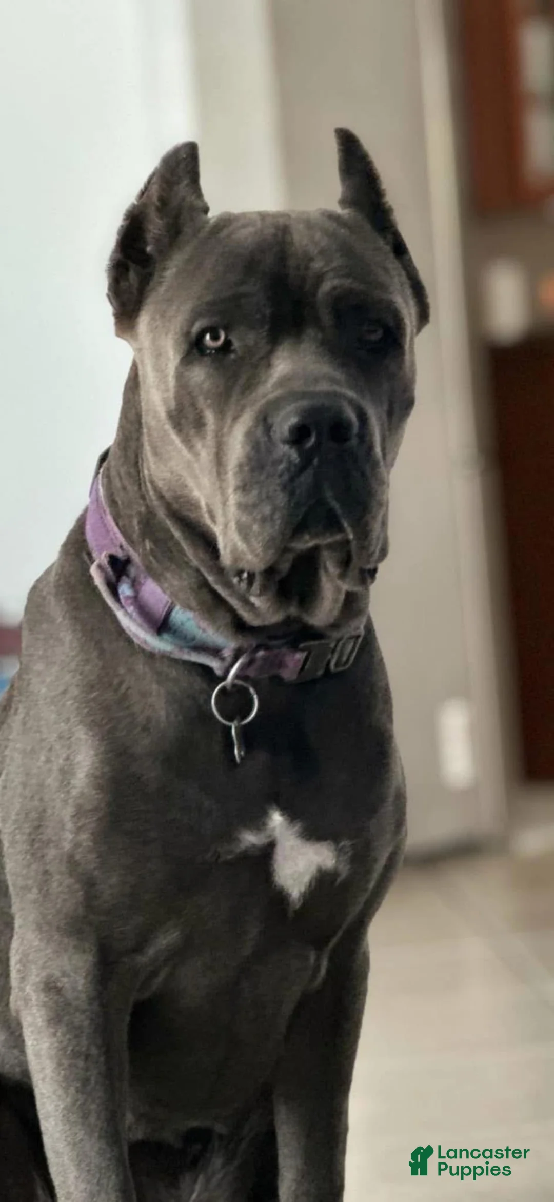 Cane Corso dogs for sale: Cane Corso Puppy 3 - Ad 2