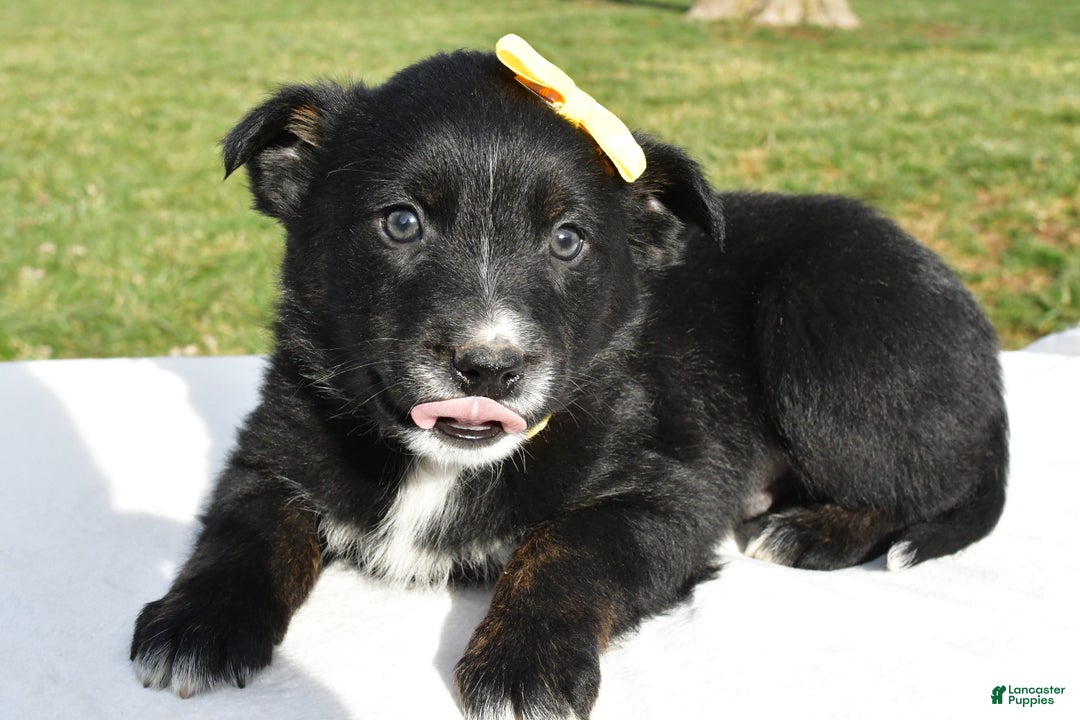 Mixed Breed dogs for sale: Marty - Ad 3