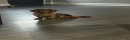 Miniature Dachshund dogs for sale: Miniature Dachshund 1 - Ad 5