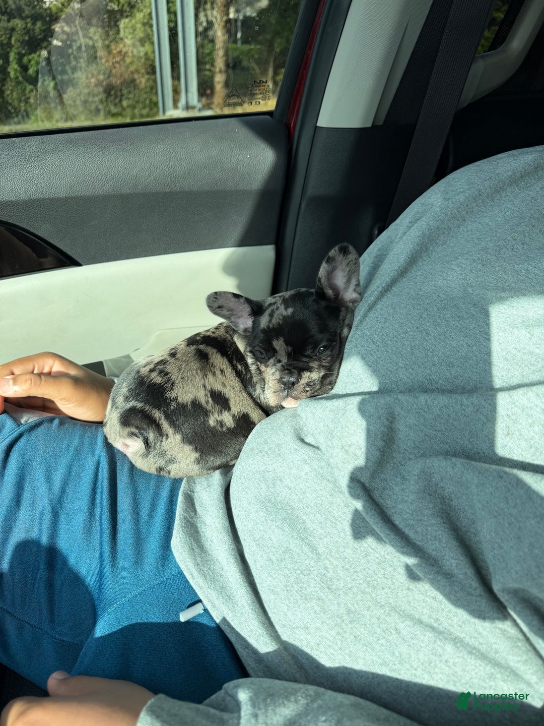 French Bulldog dogs for sale: Petey - Ad 2