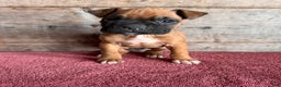 Boxer dogs for sale: Boxer Puppy 2 - Ad 4