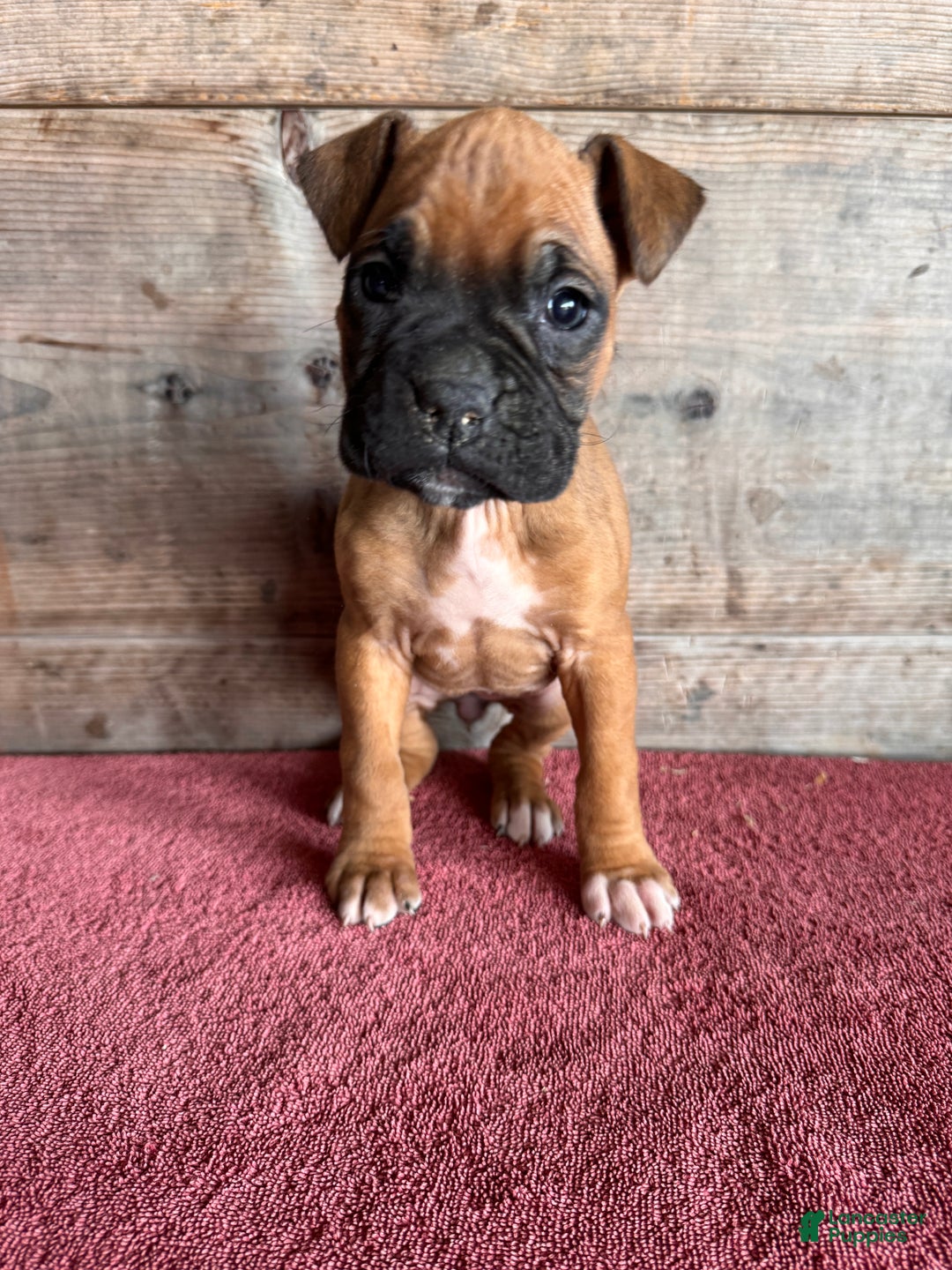 Boxer dogs for sale: Boxer Puppy 2 - Ad 4