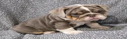 English Bulldog dogs for sale: Milt - Ad 7