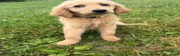 Goldendoodle dogs for sale: Murphy  - Ad 7