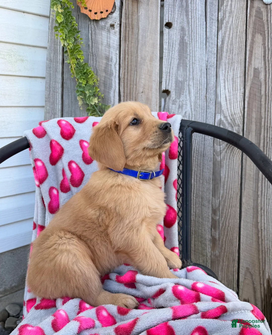 Golden Retriever dogs for sale: Alex - Ad 3