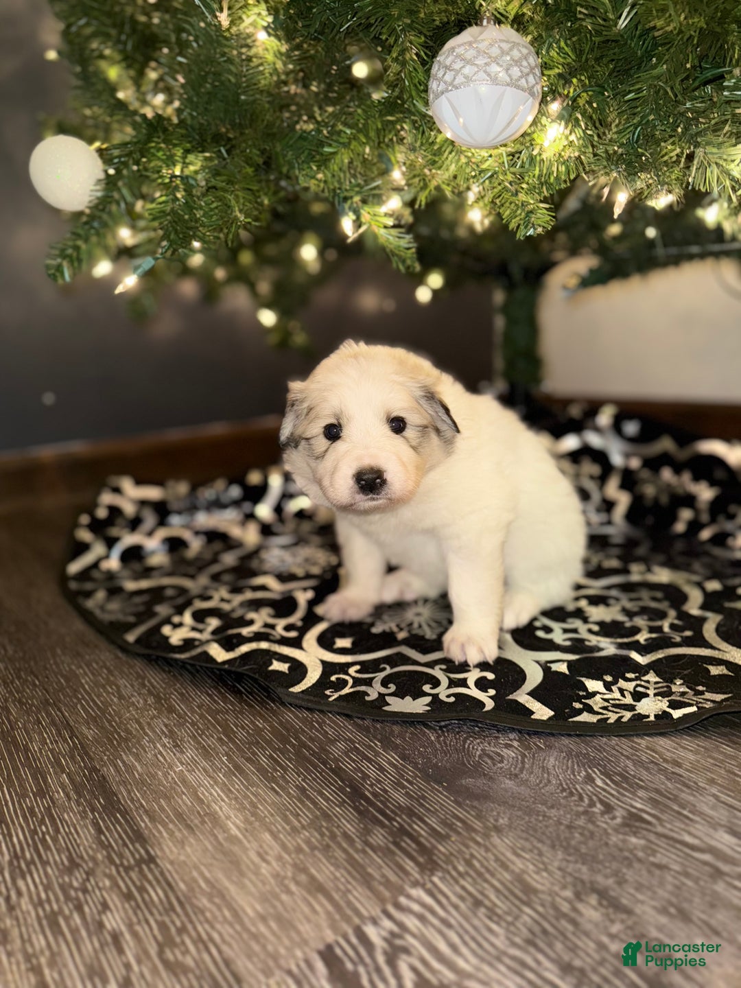 Great Pyrenees dogs for sale: Hazel- red  - Ad 2