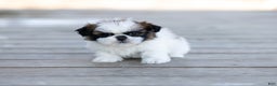 Shih Tzu dogs for sale: Vivian - Ad 1