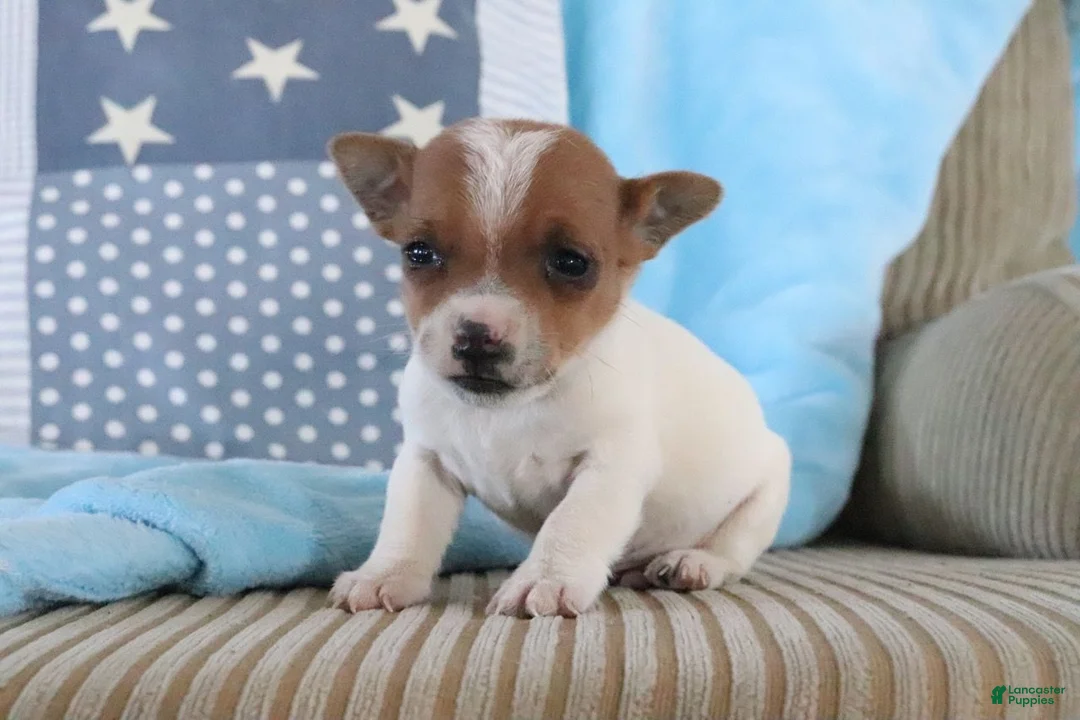 Jack Russell Terrier dogs for sale: Scotty - Ad 2