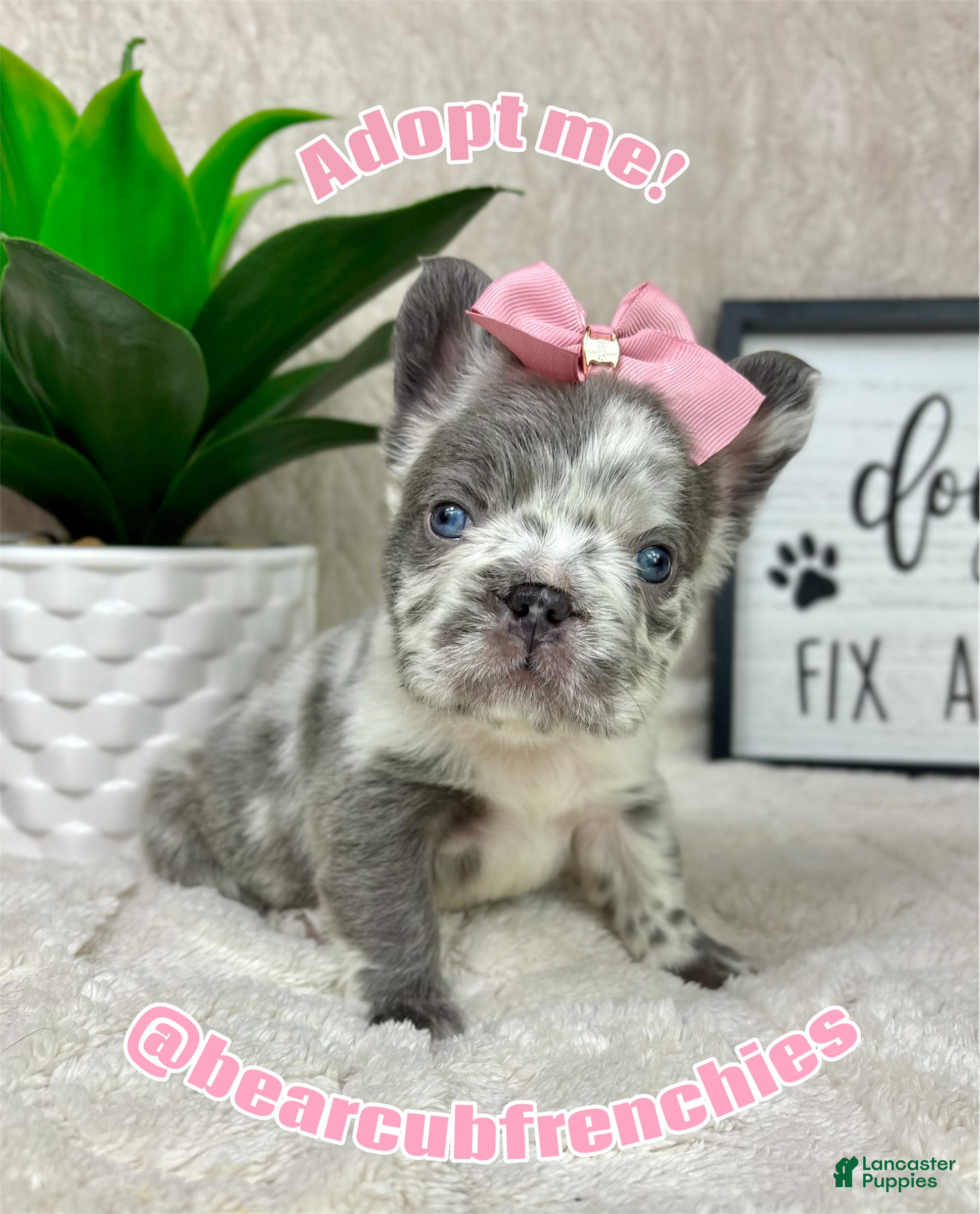 French Bulldog dogs Merle female - Ad 42
