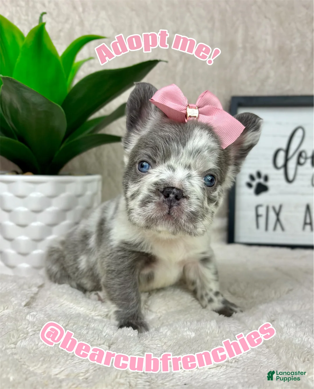 French Bulldog dogs for sale: Merle female - Ad 1