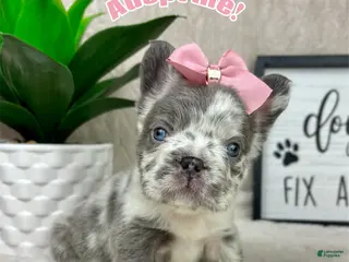 French Bulldog dogs Merle female - Ad 42