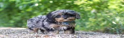 Cavapoo dogs for sale: Sparky - Ad 6