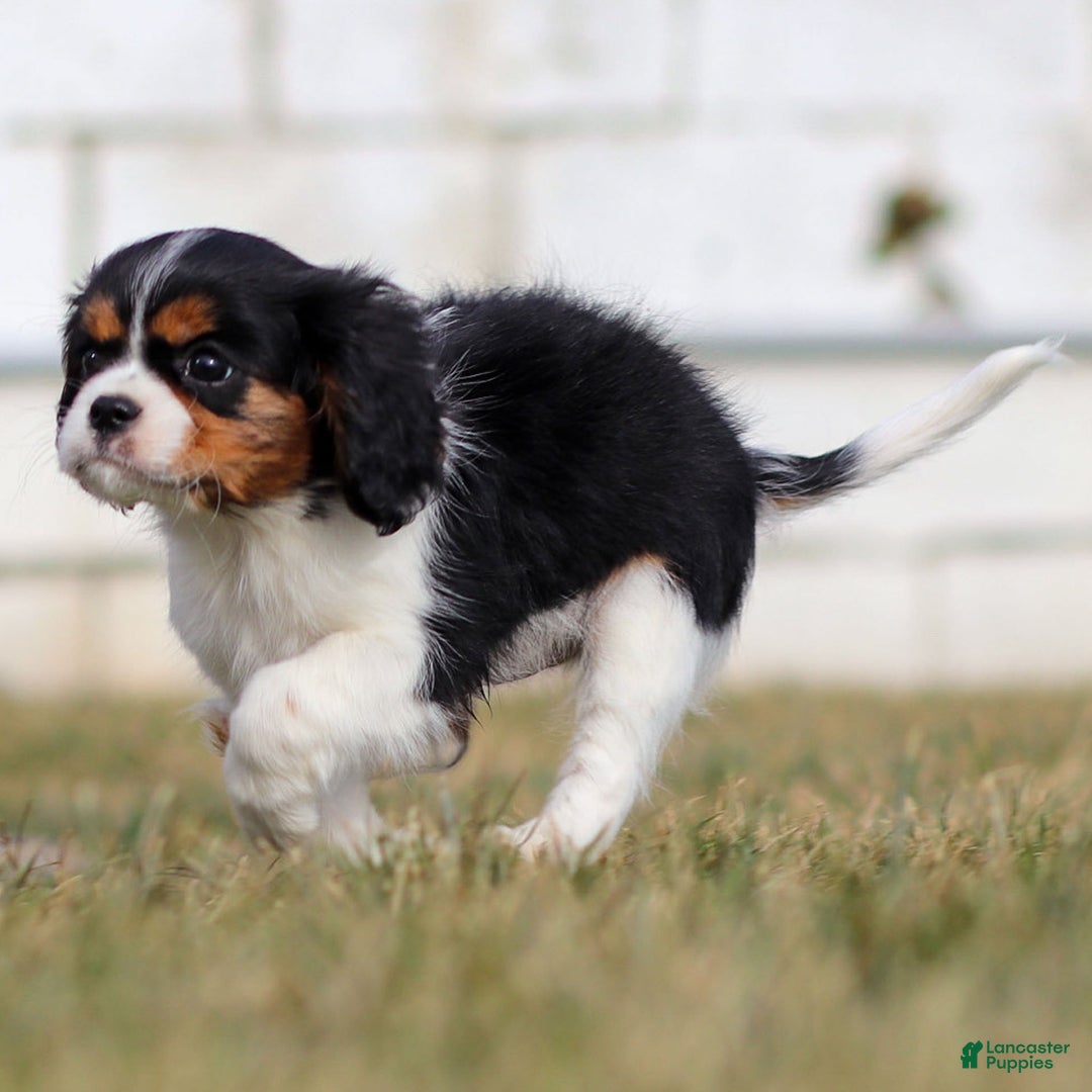 Cavalier King Charles Spaniel dogs for sale: Cassian - Ad 5