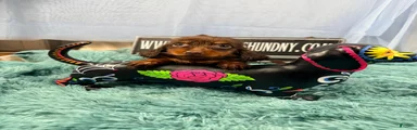 Champion bred long coat female
