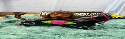Miniature Dachshund dogs for sale: Champion bred long coat female - Ad 1