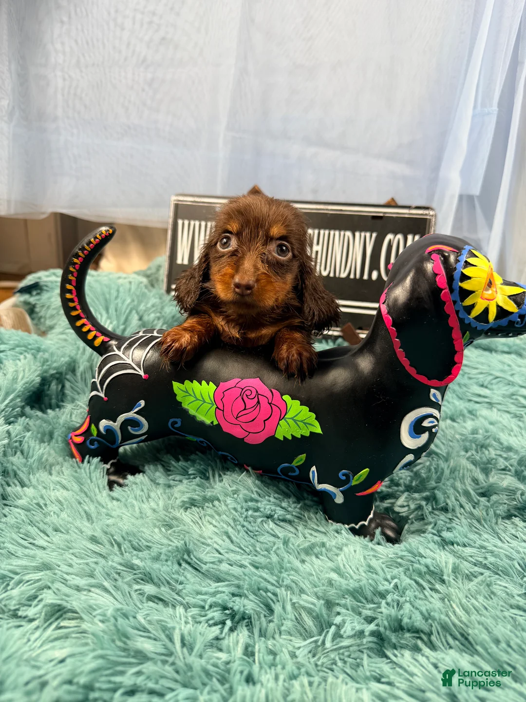Miniature Dachshund dogs for sale: Champion bred long coat female - Ad 1