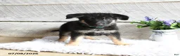 German Shepherd dogs for sale: Maverick - Ad 4