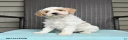 Cavapoo dogs for sale: Stacie - Ad 3