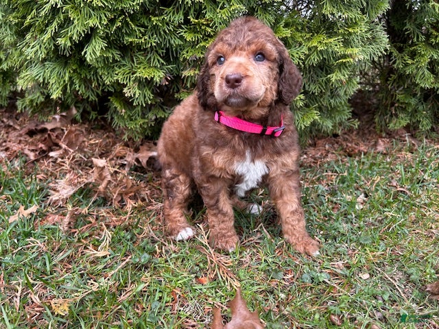 Standard Poodle dogs ⚓️Sailor-AKC Standard🐩 - Ad 2