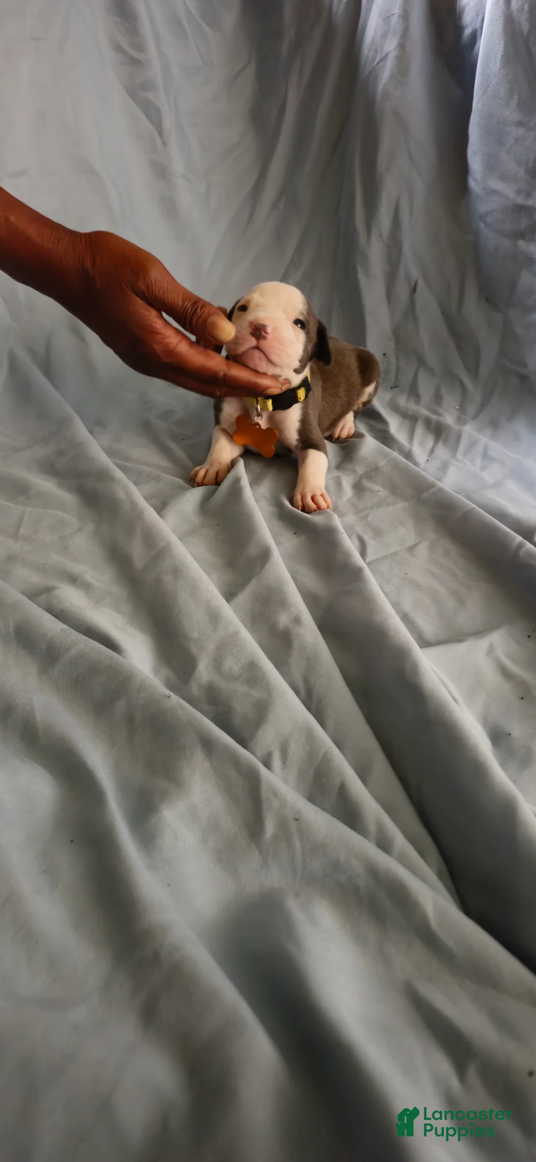 American Pit Bull Terrier dogs for sale: American Pit Bull Terrier 6 - Ad 1