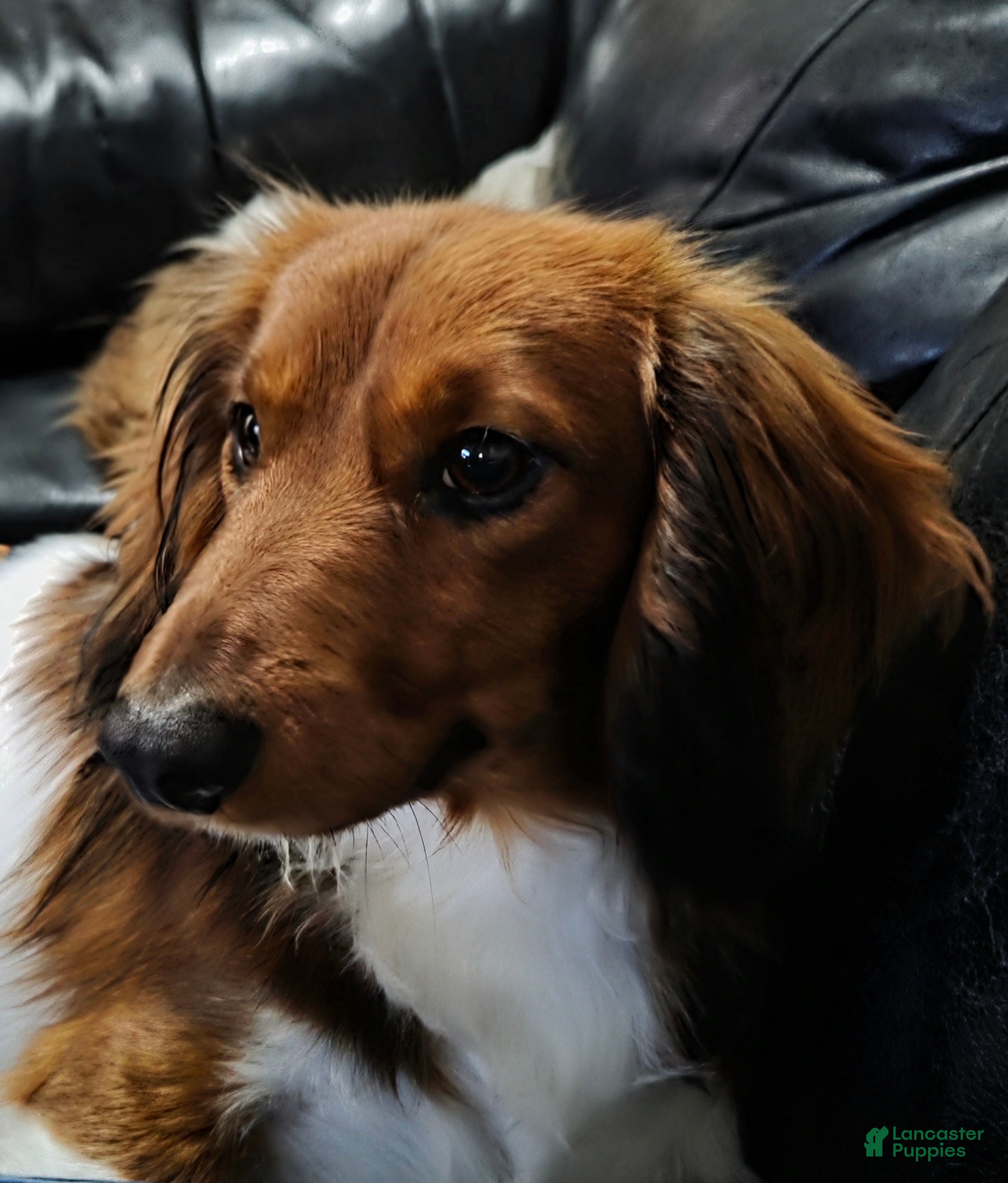 Jack