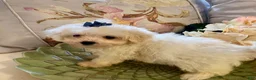 Pomapoo dogs for sale: Pomapoo 8 - Ad 5
