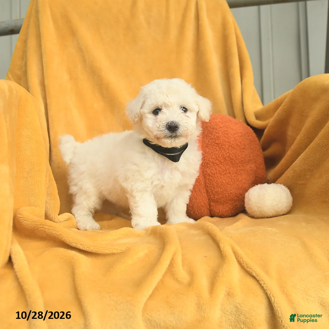 Bichon Frise dogs for sale: Harold  - Ad 2