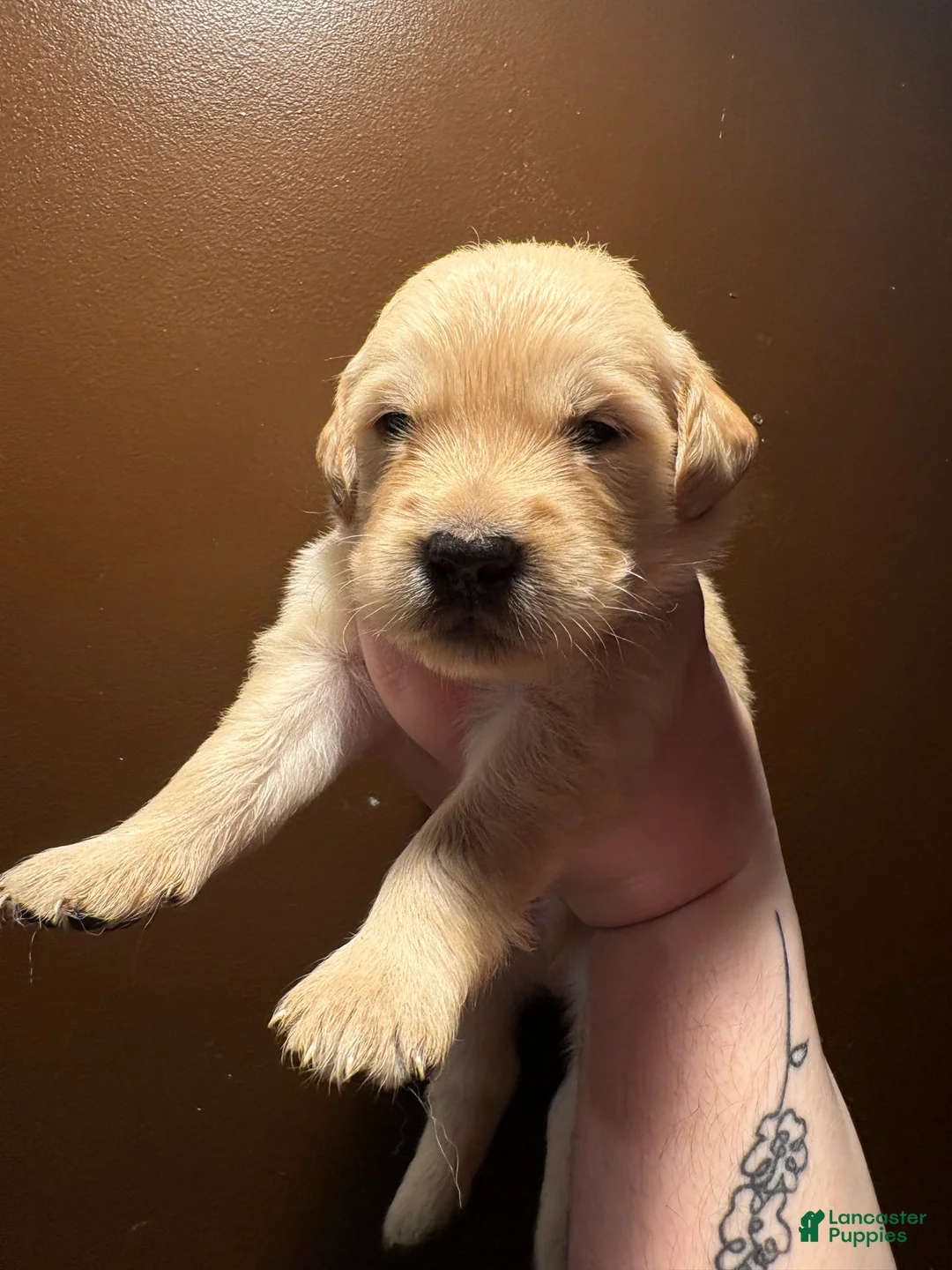 Golden Retriever dogs for sale: Toast - Ad 1