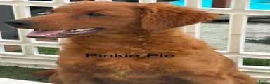 Pinkie Pie 