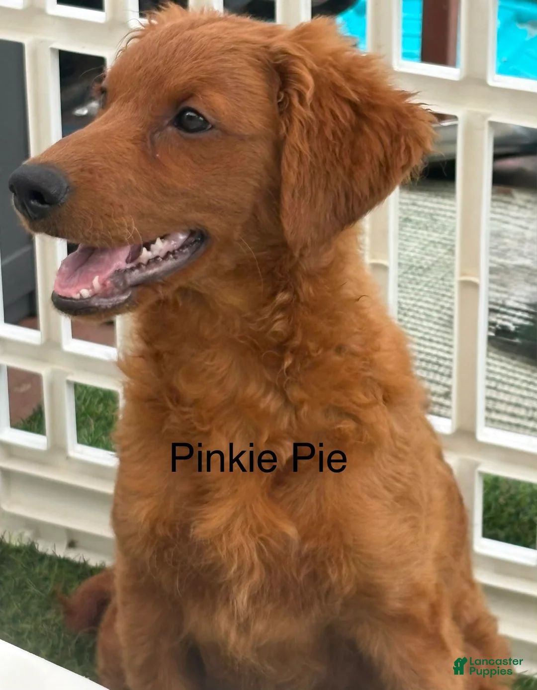 Goldendoodle dogs for sale: Pinkie Pie  - Ad 1