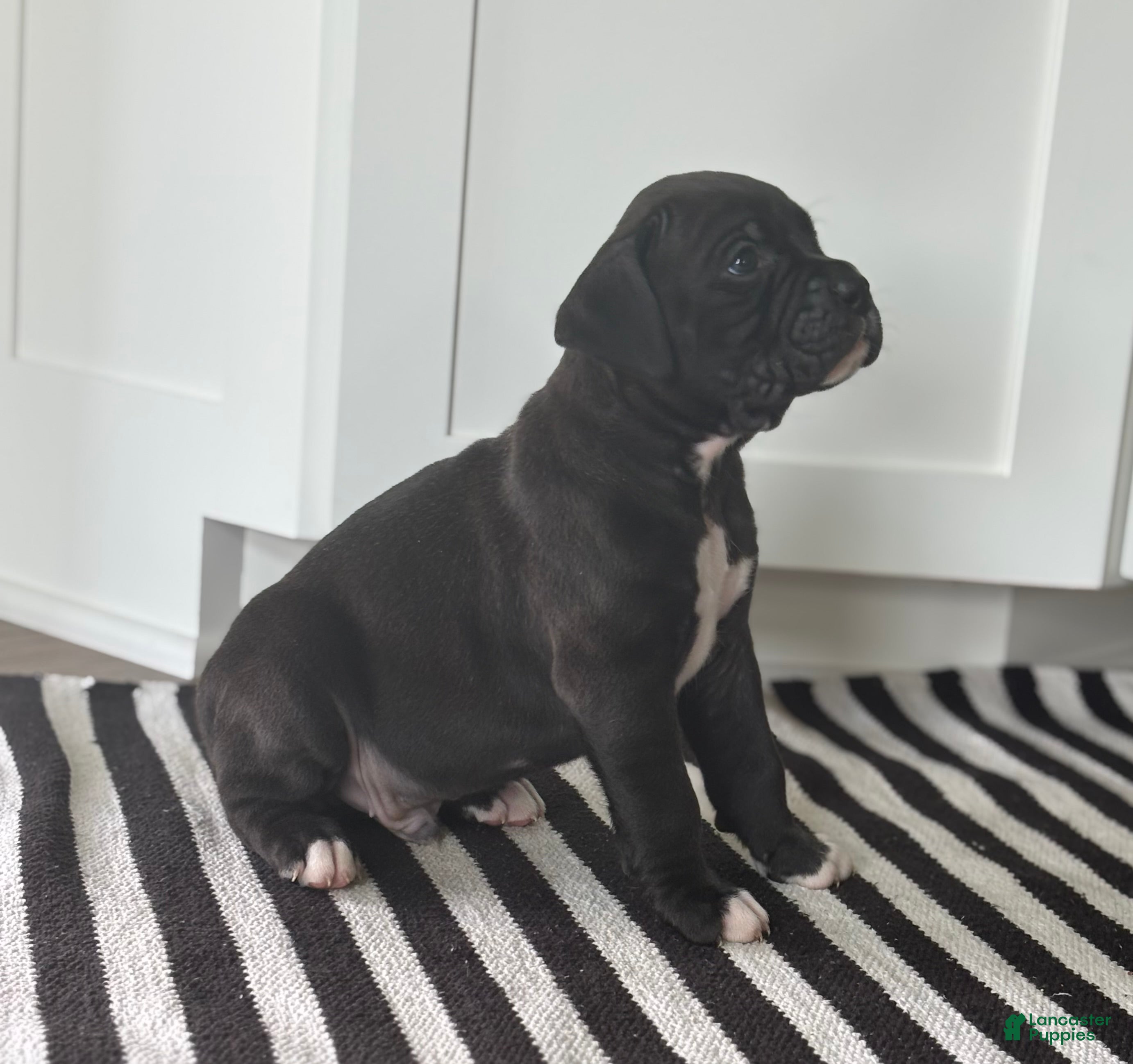 Boxer dogs Hunter - Ad 2