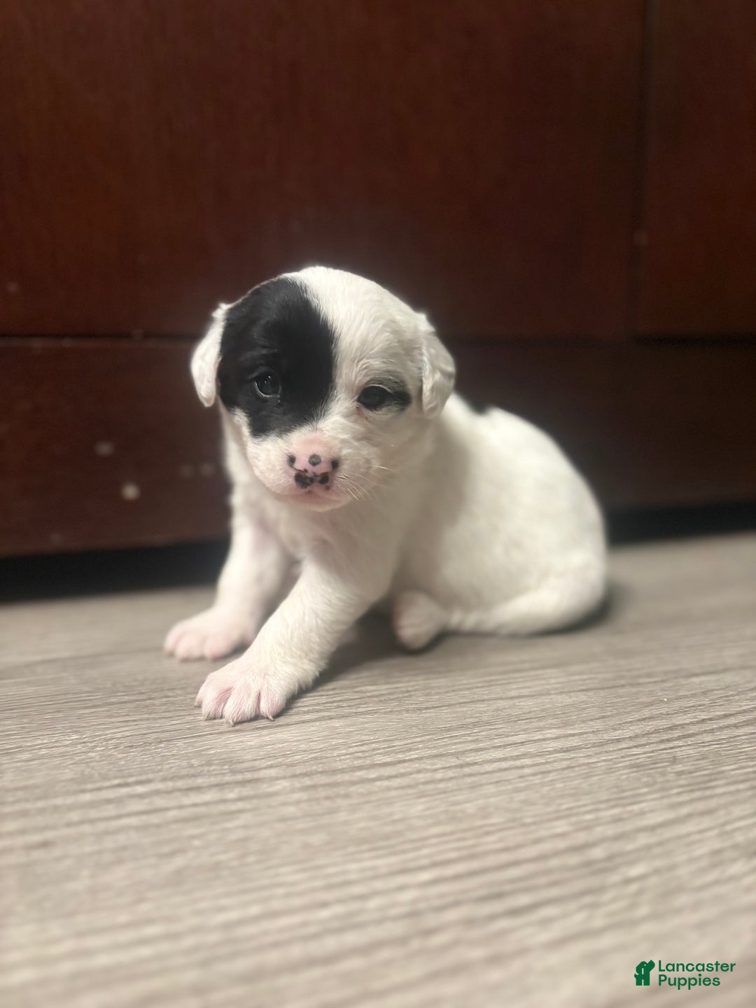 Mixed Breed dogs for sale: Mixed Breed Puppy 4 - Ad 4
