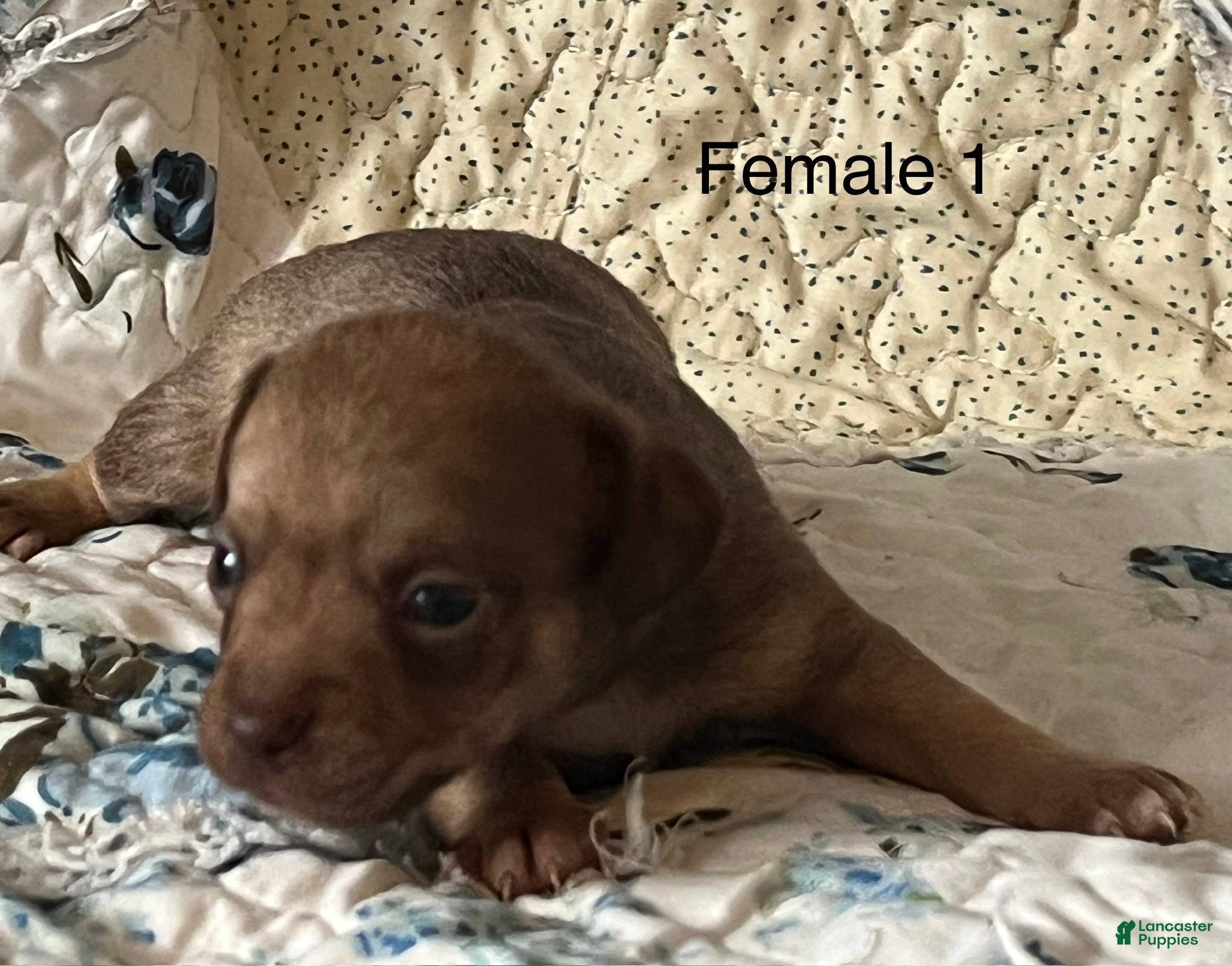 Chiweenie dogs Chiweenie 5 - Ad 1