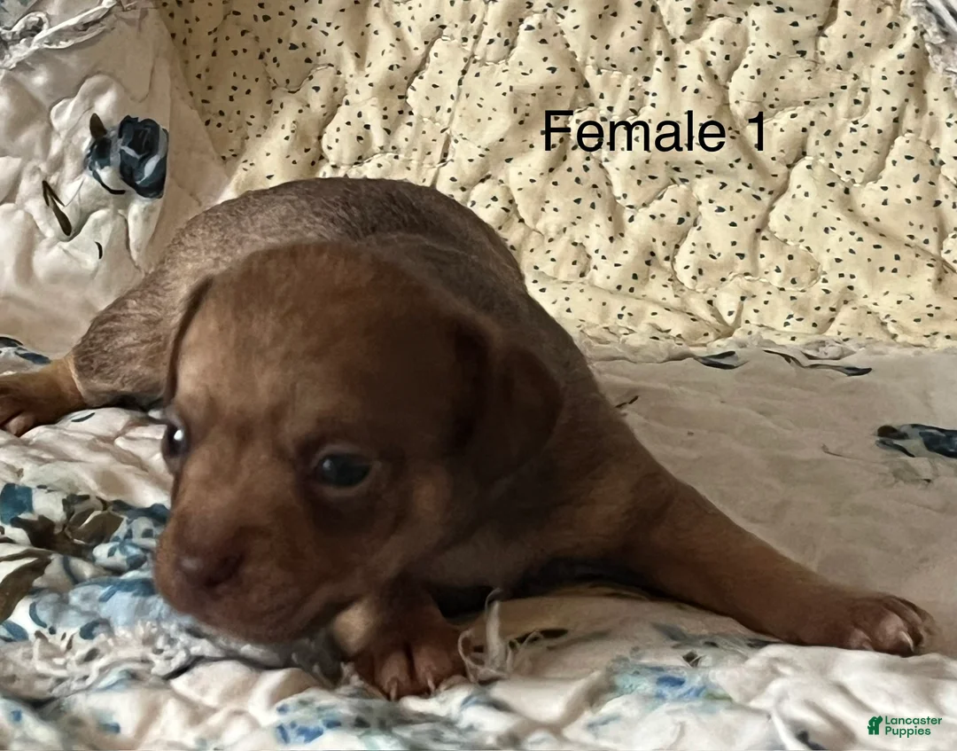 Chiweenie dogs for sale: Chiweenie 5 - Ad 1