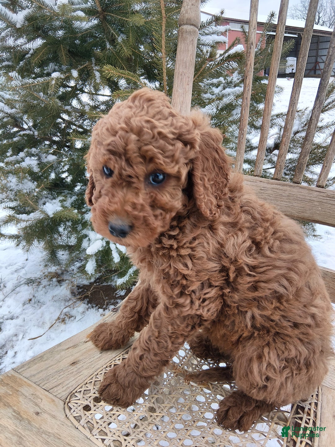 Irish Doodle dogs for sale: F1B Molly - Ad 2