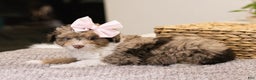 Mini Aussiedoodle dogs for sale: Sadie-petite size - Ad 3