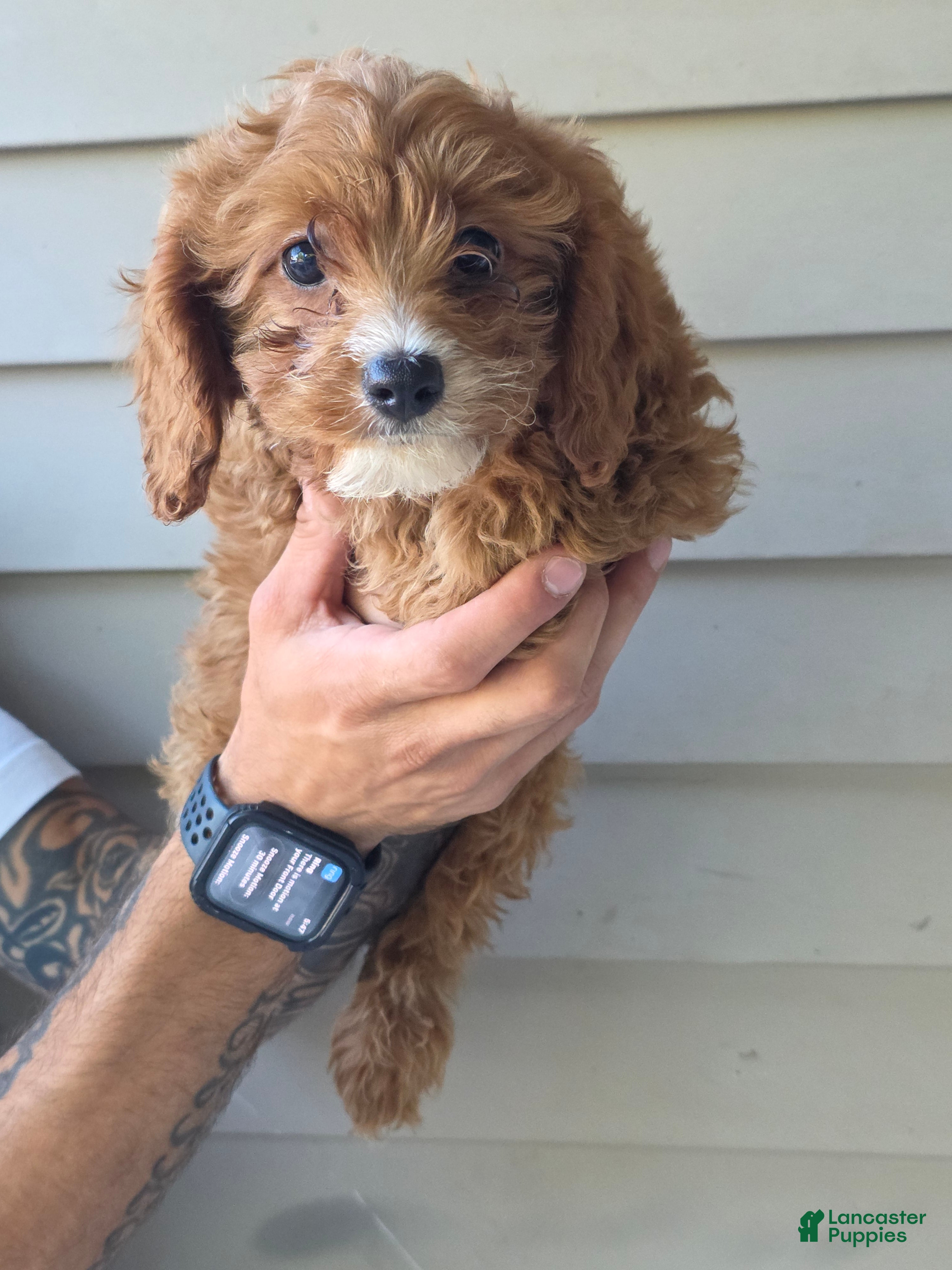 Mixed Breed dogs Stanley  - Ad 1