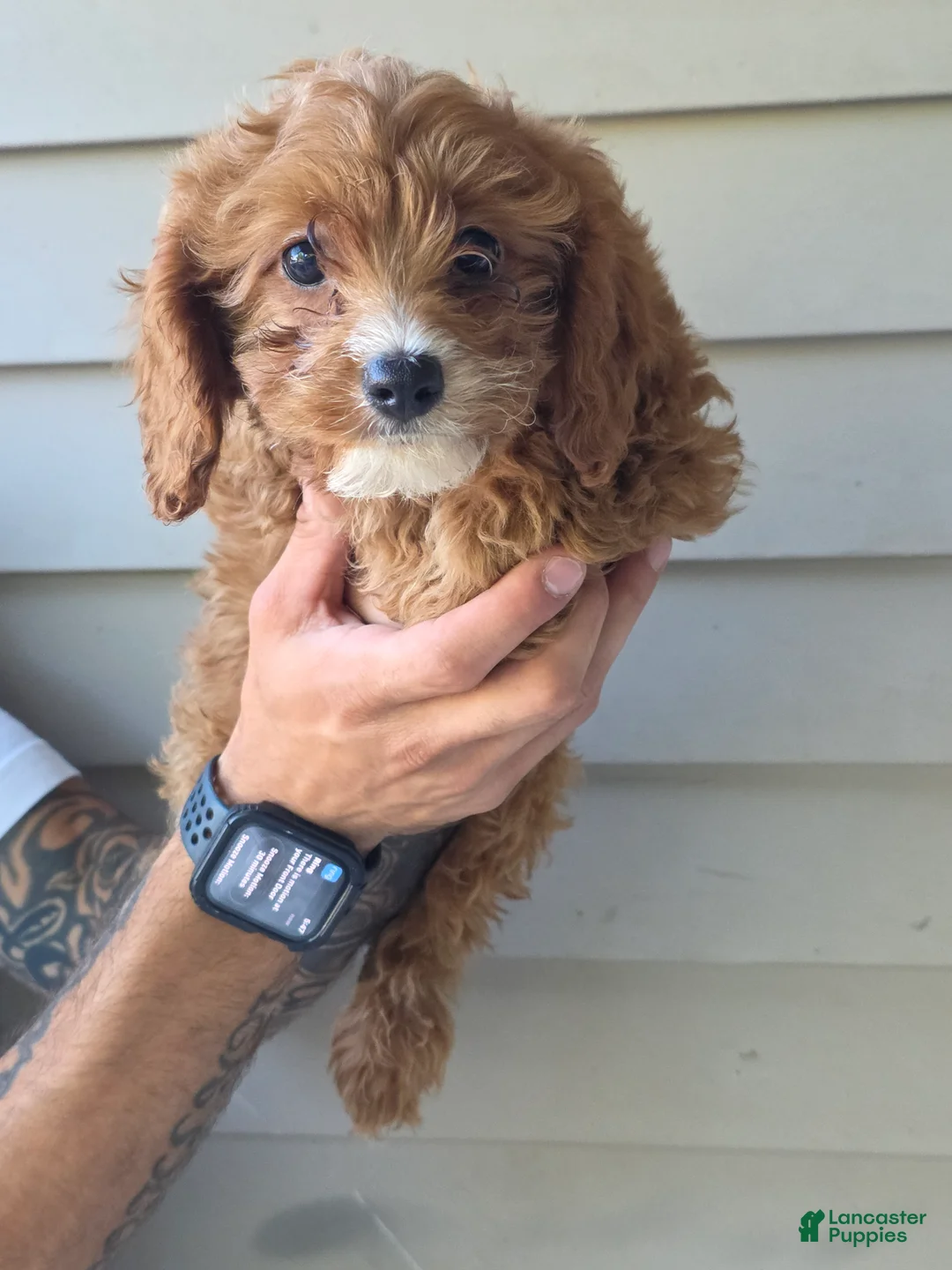 Mixed Breed dogs for sale: Stanley  - Ad 1
