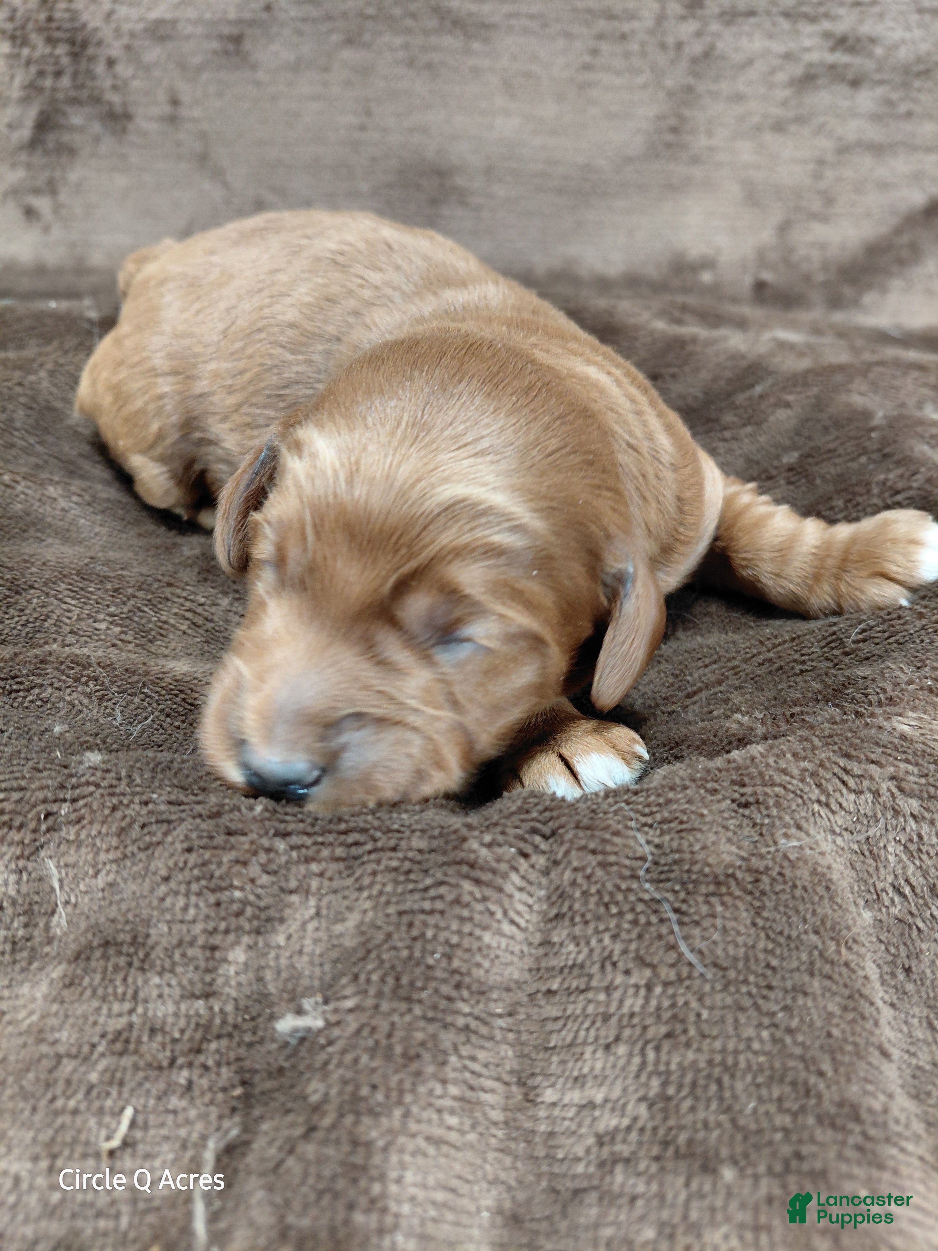 Mini Goldendoodle dogs for sale: Callie - Ad 2