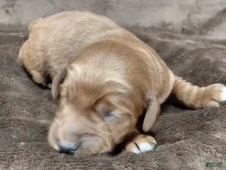 Mini Goldendoodle dogs for sale: Callie - Ad 2