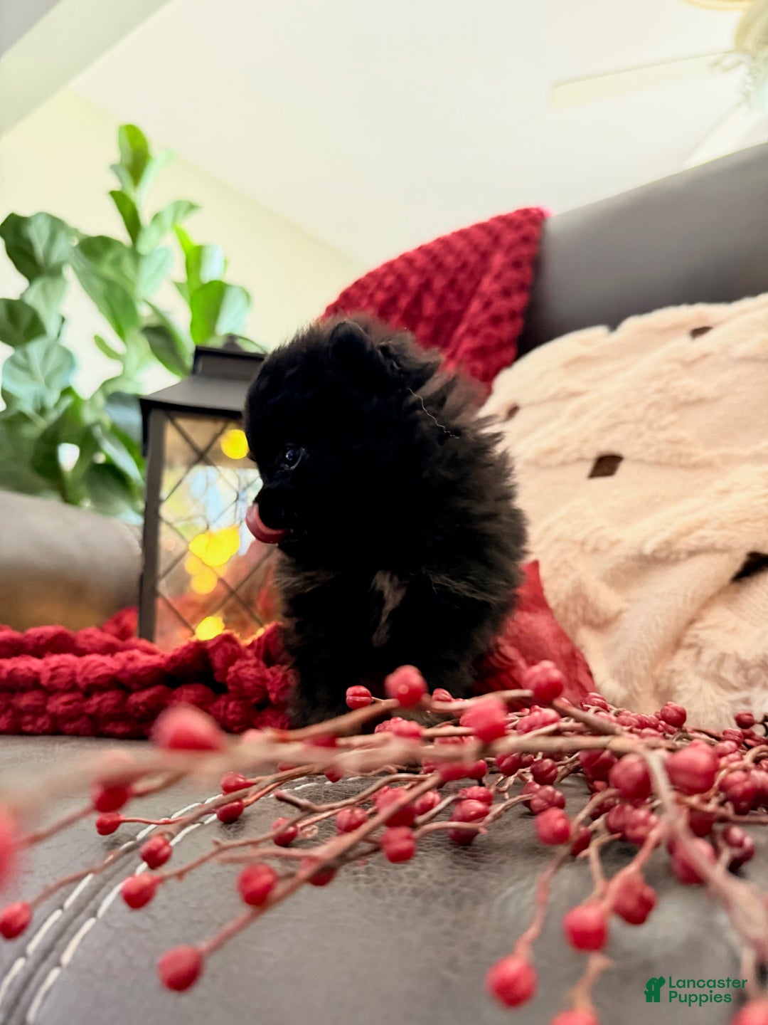 Pomeranian dogs for sale: Winterberry - Ad 7