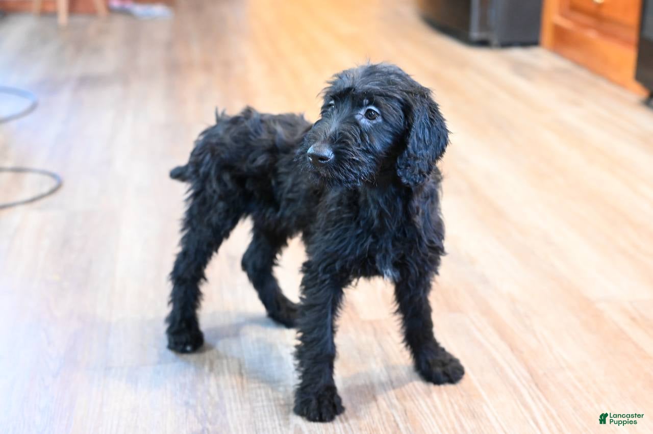 Mixed Breed dogs Blossom - Ad 2