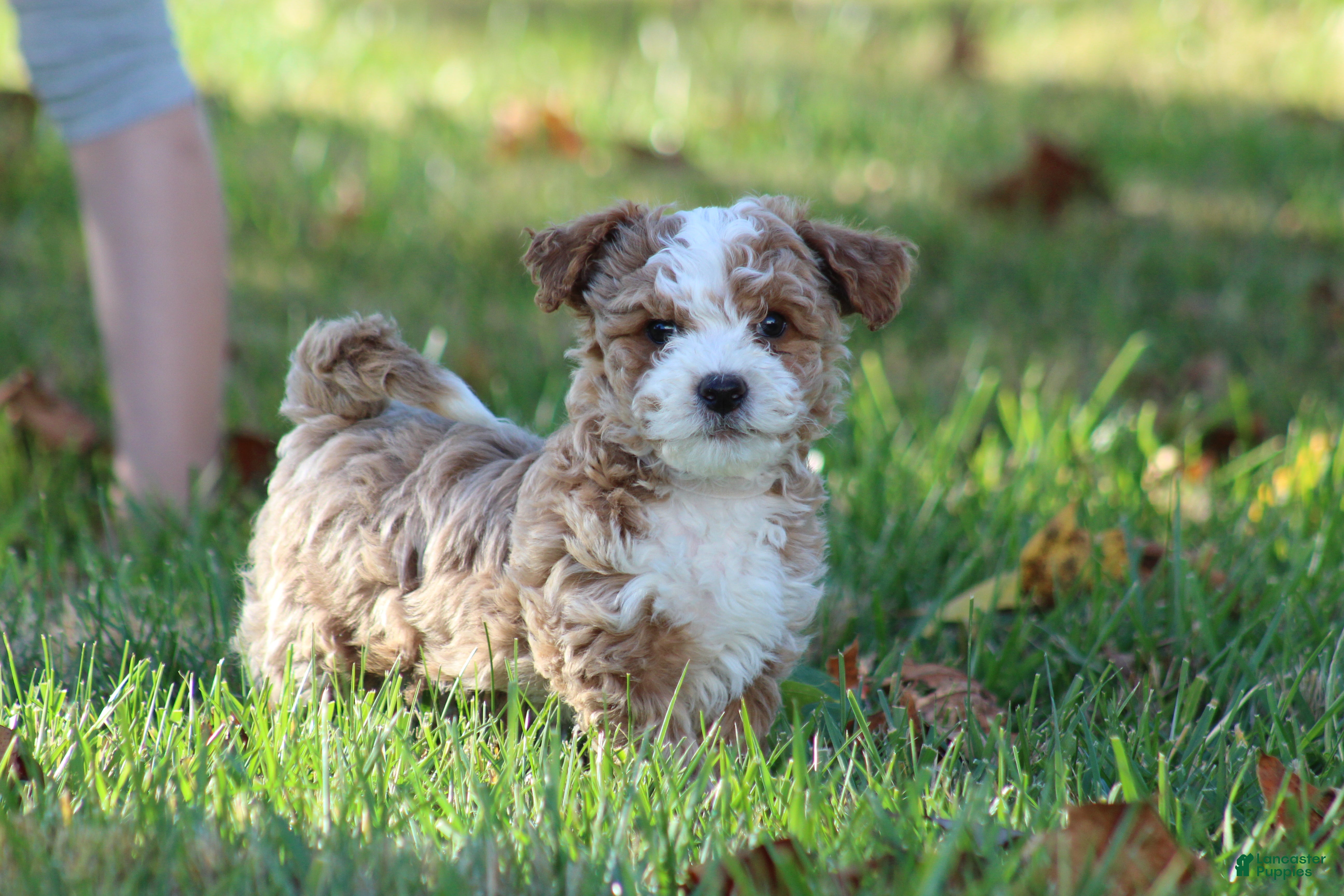 Bichpoo dogs for sale: Ryder - Ad 1