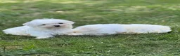 Maltese dogs for sale: Maltese Puppy 1 - Ad 2