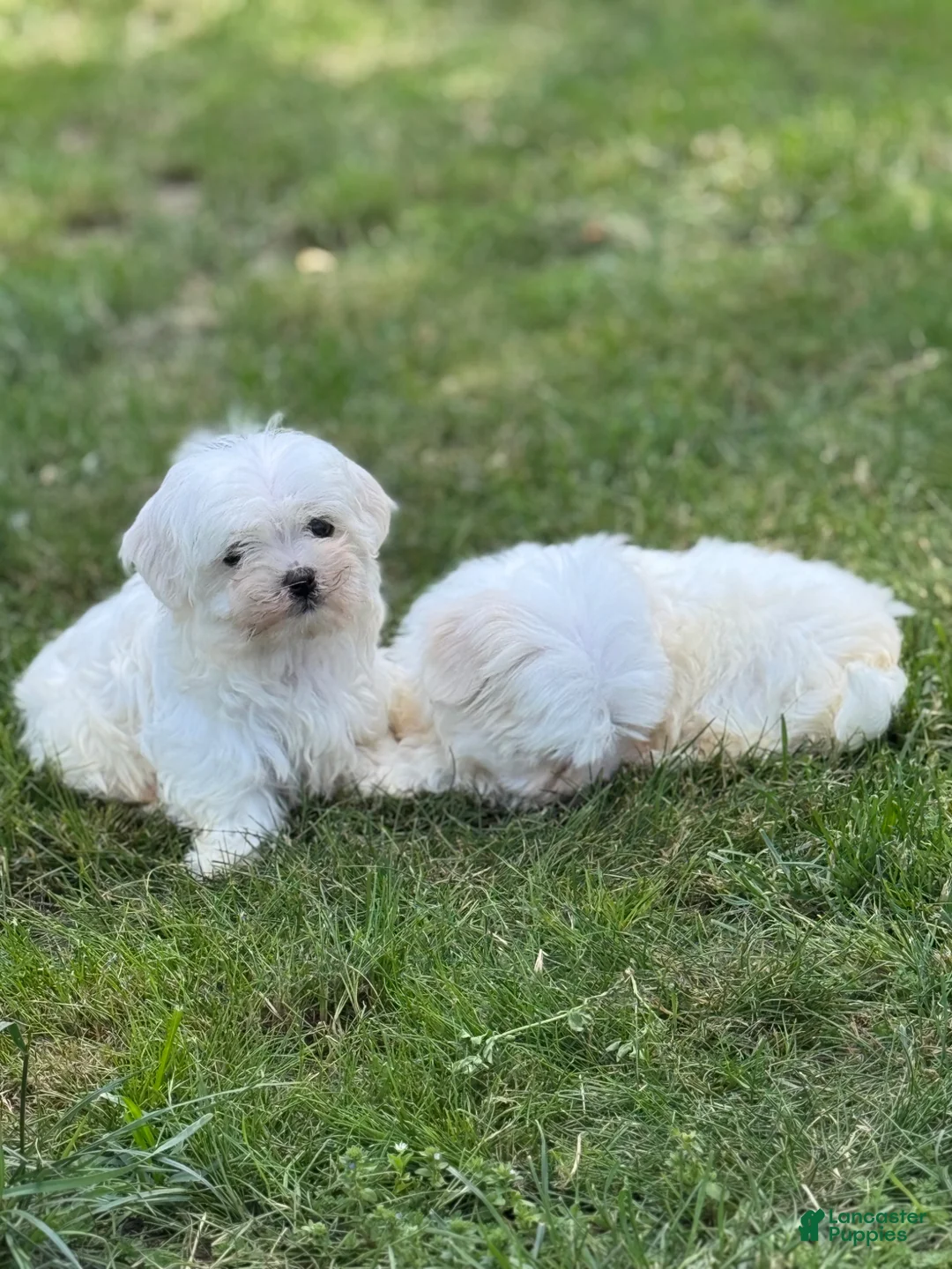 Maltese dogs for sale: Maltese Puppy 1 - Ad 2