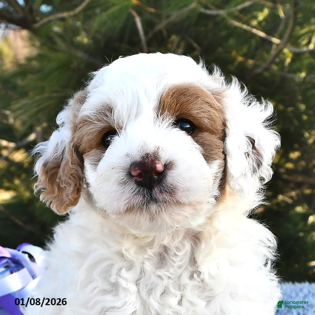 Mini Goldendoodle dogs for sale: Piper - Ad 9