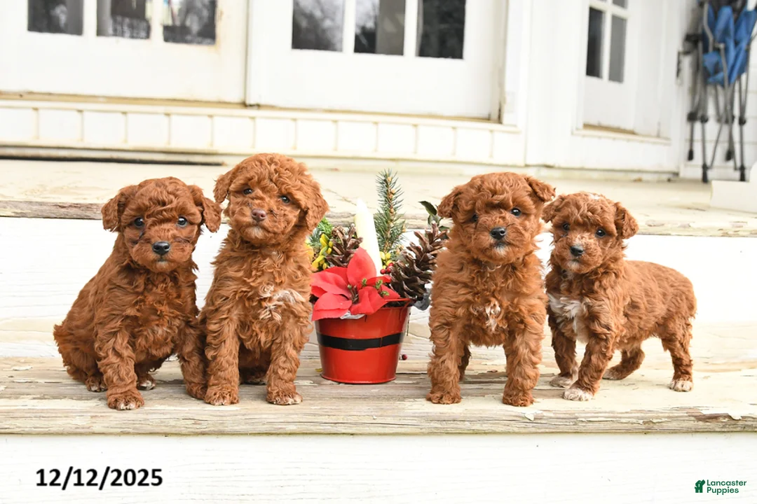 Miniature Labradoodle dogs for sale: Amber - Ad 10