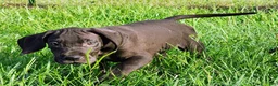 Great Dane dogs for sale: Max - Ad 3