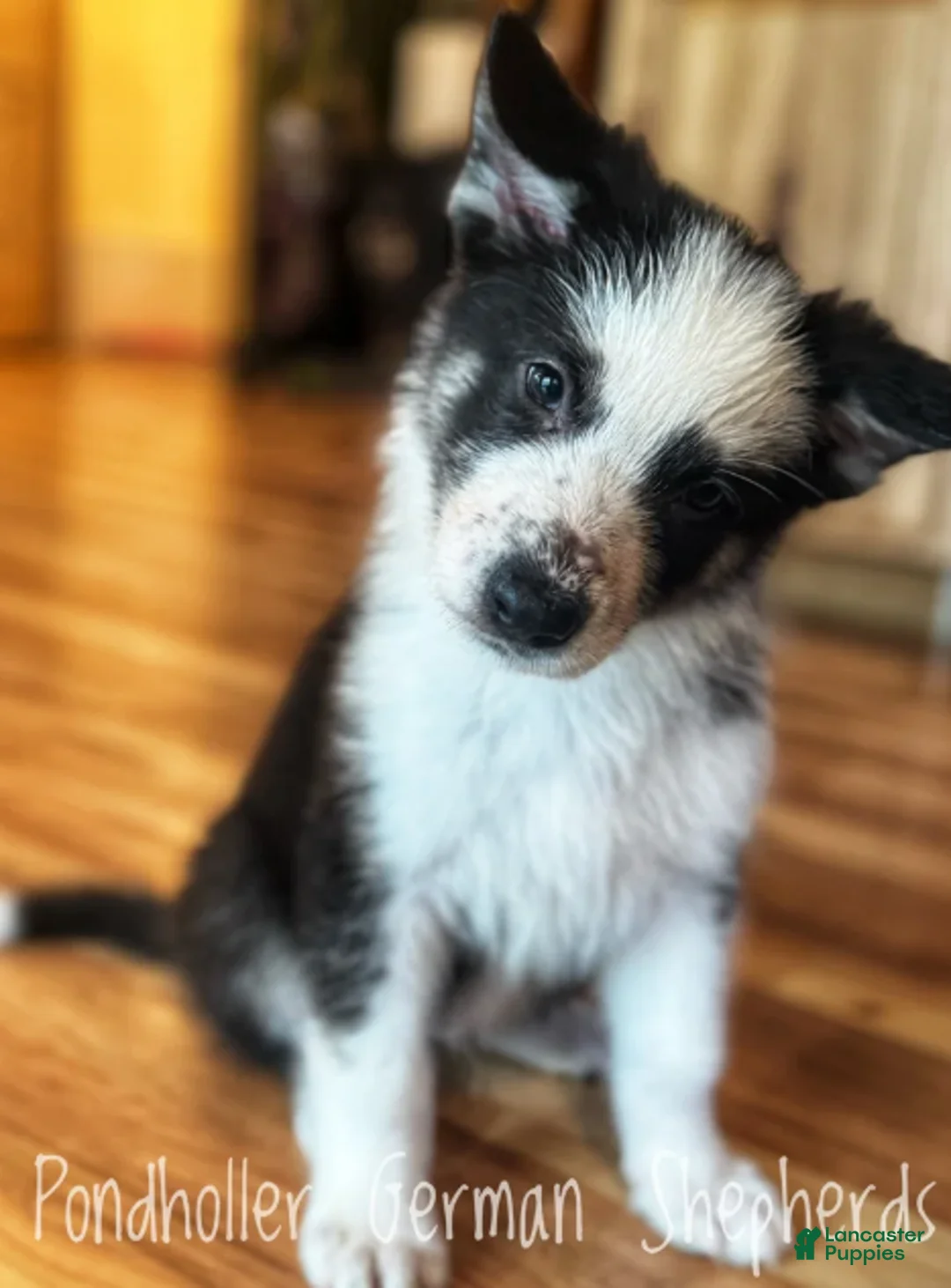 German Shepherd dogs for sale: Panda - TriColor - Ad 1